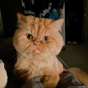 Meet your Posher, Joe